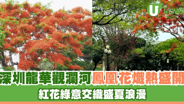 北上賞花2026｜深圳龍華觀瀾河鳳凰花盛放！初夏限定打卡必去附地址交通
