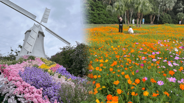 【深圳賞花地圖2026】深圳6大賞花景點推介 地鐵直達馬鞭草花海／仿荷蘭風車小鎮／夢幻繡球花展