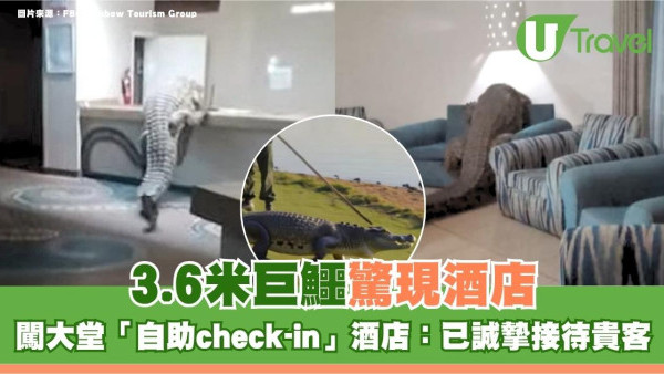 3.6米巨鱷驚現酒店闖大堂「自助check-in」酒店：已誠摯接待貴客