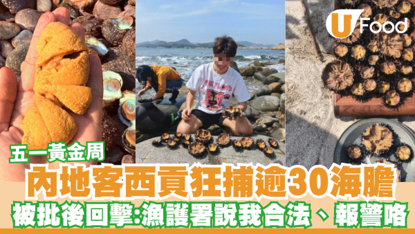 五一黃金周內地遊客西貢狂捕逾30隻海膽！小紅書曬海膽放題被批後回擊：漁護署說我合法