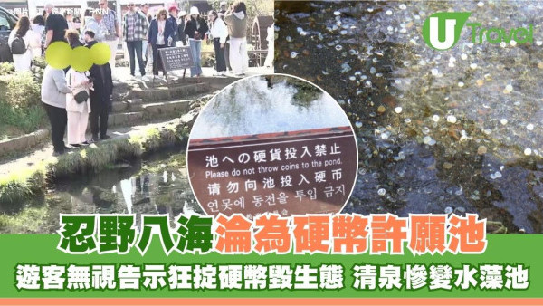 忍野八海淪為硬幣許願池！遊客無視告示狂掟硬幣毀生態 清泉慘變水藻池