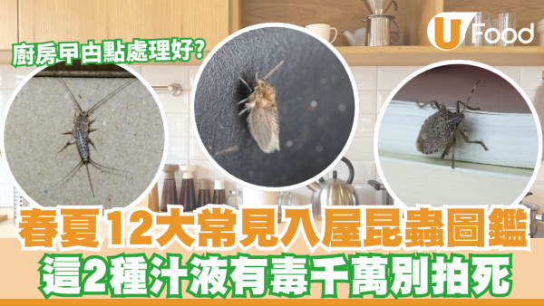 春夏12大常見入屋昆蟲圖鑑！這2種汁液有毒千萬別拍死／廚房曱甴點處理好？