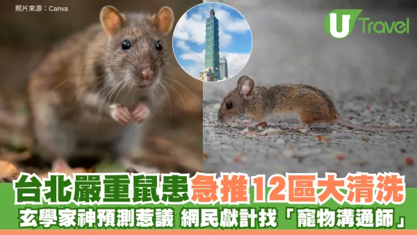 台北嚴重鼠患急推12區大清洗 玄學家神預測惹議 網民獻計找「寵物溝通師」勸退老鼠