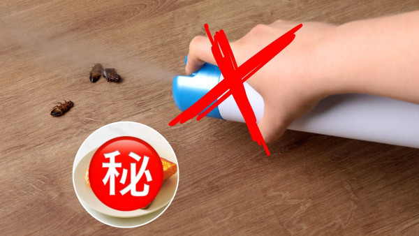 殺曱甴絕招靠1常見食物？網民捕捉逾20隻屍體 專家認證加1物全家滅門