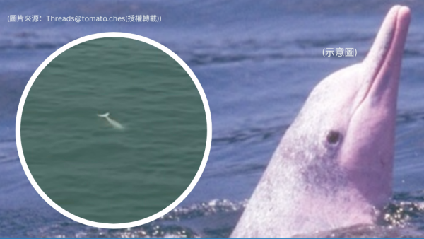 搭金巴驚見海豚躍出海面！港女教路坐「呢個位置」最易睇到 網民：好感動