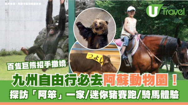 九州自由行必去阿蘇動物園！探訪「阿笨」一家/迷你豬賽跑/騎馬體驗