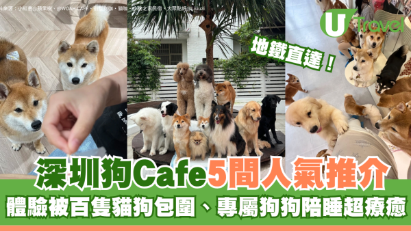 深圳狗Cafe5間人氣推介地鐵直達！體驗被百隻貓狗包圍、專屬狗狗陪睡超療癒 