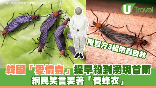 韓國「愛情蟲」提早殺到湧現首爾！ 網民笑言要著「養蜂衣」附官方3招防蟲自救