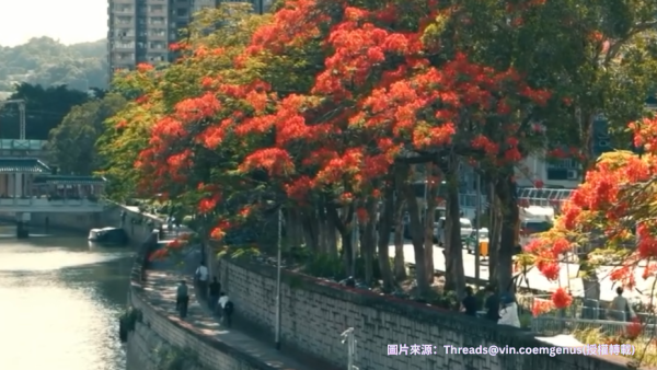 大埔鳳凰木爆發！林村河驚現「血紅大火」揭黃金觀賞期+交通路線