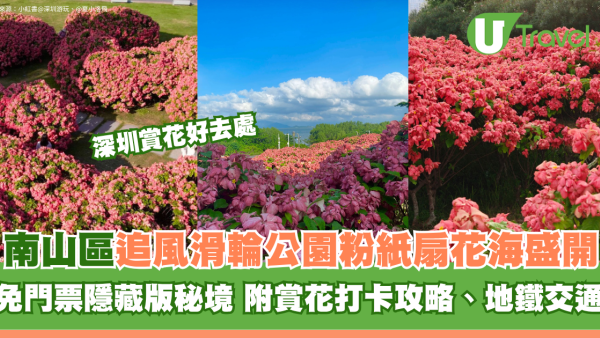 深圳南山區追風滑輪公園粉紙扇花海盛開！免門票隱藏版秘境 附賞花打卡攻略、地鐵交通