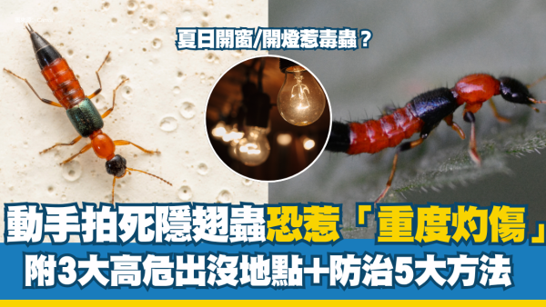 甲虫入屋︱夏季开窗招毒虫？动手拍死隐翅虫恐致“重度灼伤”专家教1招应对＋防治虫患5方法