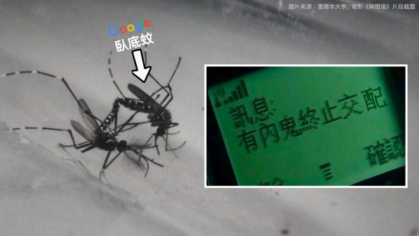 Google擬放出千萬隻「臥底蚊」！料與雌蚊交配即絕子絕孫？黑科技對抗登革熱+寨卡病毒