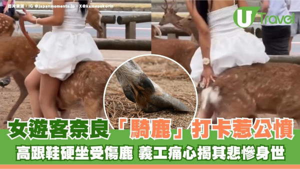 女遊客奈良「騎鹿」打卡惹公憤！高跟鞋硬坐受傷鹿 義工痛心揭其悲慘身世