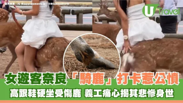 女遊客奈良「騎鹿」打卡惹公憤！高跟鞋硬坐受傷鹿 義工痛心揭其悲慘身世