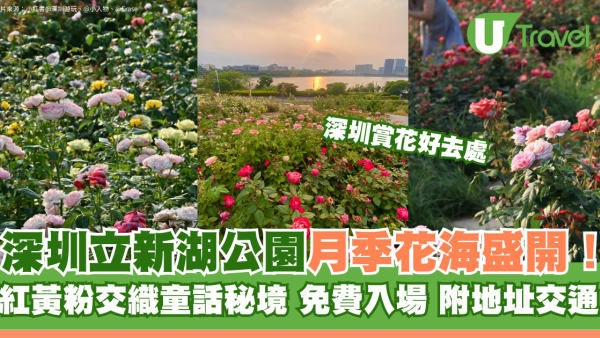 深圳寶安區立新湖公園月季花海盛開！紅黃粉交織童話秘境免費入場 附地址交通