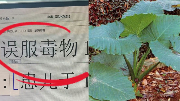 深圳男童公園誤食野草中毒 即變「孖膶腸」！崩潰狂喊：痛到似嘴巴冒煙！醫生揭4特徵分辨毒草 教3步急救