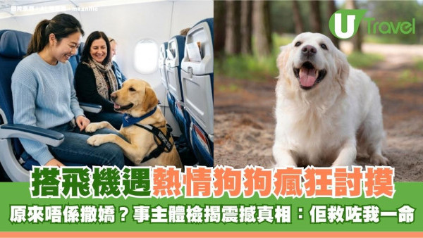 搭飛機遇熱情狗狗瘋狂討摸 原來唔係撒嬌？事主體檢揭震撼真相：佢救咗我一命！
