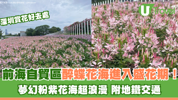 深圳賞花｜前海自貿區醉蝶花海進入盛花期！夢幻粉紫花海超浪漫 附地鐵交通