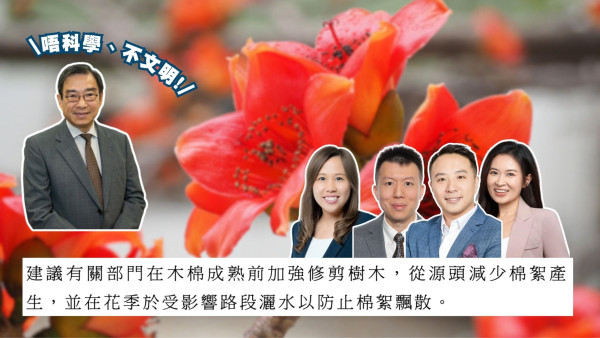 木棉花絮滿天飛！議員憂引火災倡加強修剪/改種 樹博士詹志勇轟不文明：越剪反而開更多花！