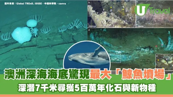 澳洲深海海底驚現最大「鯨魚墳場」！深潛7千米尋獲5百萬年化石與新物種