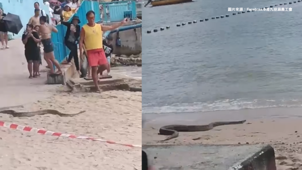 深水湾惊现2米巨蛇落海！全场泳客吓到四散 附遇蛇保命防咬指引