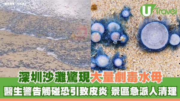 北上注意｜深圳沙灘驚現大量劇毒水母！醫生警告觸碰恐引致皮炎 景區急派人清理