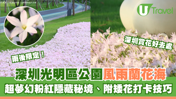 深圳光明區公園雨後限定風雨蘭花海 超夢幻粉紅隱藏秘境！附矮花打卡技巧