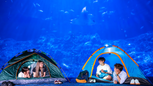 海洋公園水族館$600露營過夜！港媽激讚隱藏體驗與魚同眠 附報名詳情