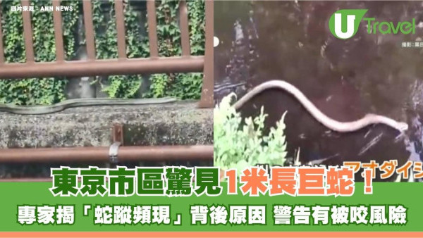 遊日注意｜東京市區驚見1米長巨蛇！專家揭露「蛇蹤頻現」背後原因 警告有被咬風險
