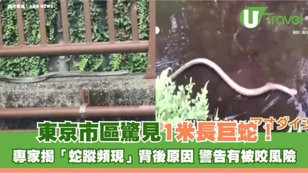 遊日注意｜東京市區驚見1米長巨蛇！專家揭露「蛇蹤頻現」背後原因 警告有被咬風險