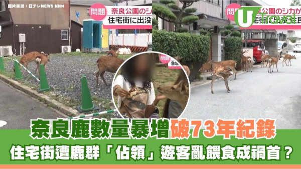 遊日注意｜奈良鹿數量暴增破73年紀錄！住宅街遭鹿群「佔領」遊客亂餵食成禍首？