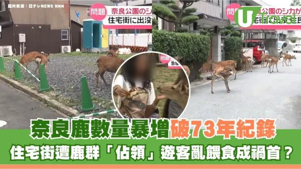 遊日注意｜奈良鹿數量暴增破73年紀錄！住宅街遭鹿群「佔領」遊客亂餵食成禍首？