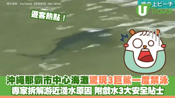 沖繩那霸市中心海灘驚現3巨鯊一度禁泳 專家拆解游近淺水原因 附戲水3大安全貼士