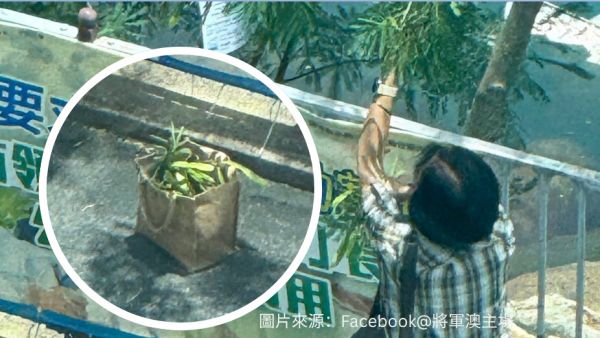 香港街邊野花野草切勿採摘！將軍澳大媽瘋採毒豆莢引恐慌 盤點市區4大劇毒植物