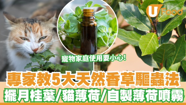廚房滅蟲｜夏天廚房惹蚊蟲曱甴？專家教5大天然香草驅蟲法 擺月桂葉/自製薄荷噴霧