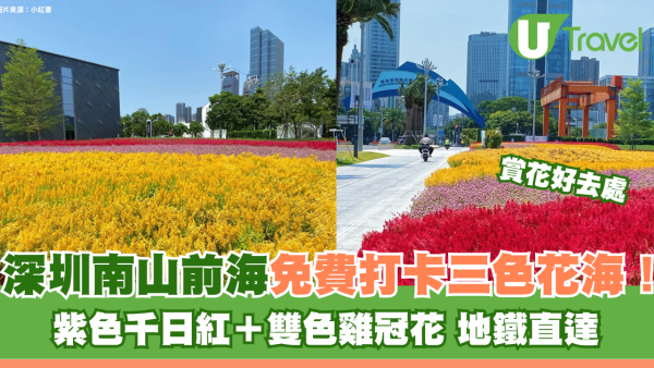 深圳南山前海三色花海地鐵直達！免費打卡紫色千日紅＋雙色雞冠花 