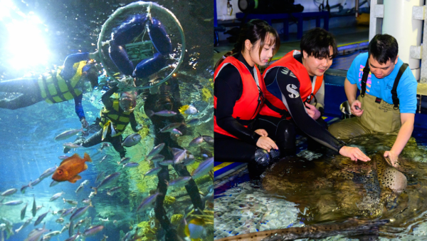 香港海洋公园零距离浮潜体验！水中与珊瑚鱼同游+亲手触摸鲨鱼与鳐鱼！附参加方法