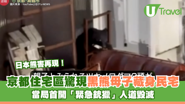 日本熊害再現！京都住宅區驚現黑熊母子藏身民宅屋簷 當局首開「緊急銃獵」人道毀滅
