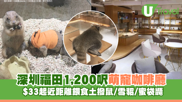 深圳福田1,200呎萌寵咖啡廳 $33起近距離餵食土撥鼠/雪貂/蜜袋鼯