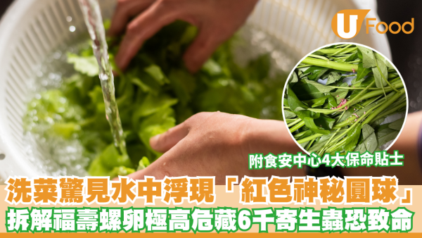 洗菜驚見水中浮現「紅色神秘圓球」！網民急警告：係福壽螺卵 恐藏6千條致命寄生蟲