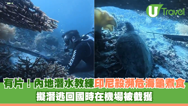 有片！內地潛水教練印尼殺極瀕危海龜煮食 擬潛逃回國時在機場被截獲