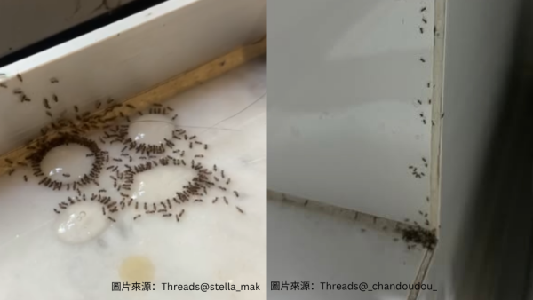 蚁患救星｜港人狂推淘宝¥30灭蚁神药！网友赞爆一滴见效劲过“杀它死” 直击蚂蚁“围观饮毒酒”灭门现场