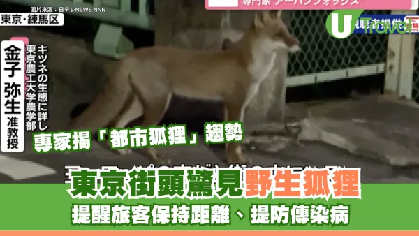 東京街頭驚見野生狐狸！專家揭「都市狐狸」趨勢 提醒旅客保持距離、提防傳染病