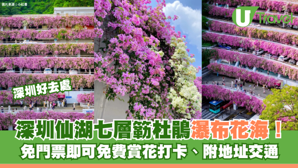 深圳仙湖七層簕杜鵑瀑布花海免費入場！賞花打卡位3大推介 附地址交通