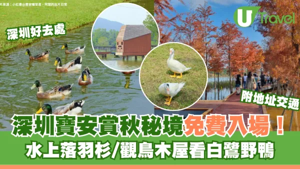 深圳寶安賞秋秘境免費入場！水上落羽杉/觀鳥木屋看白鷺野鴨 附地址交通