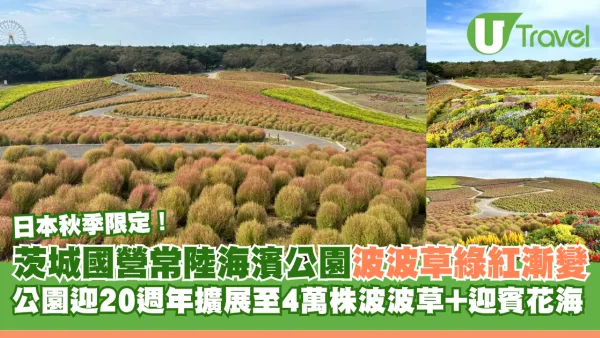 日本茨城秋季限定打卡好去處 國營常陸海濱公園波波草迎20週年綠紅漸變 + 4萬株迎賓花海