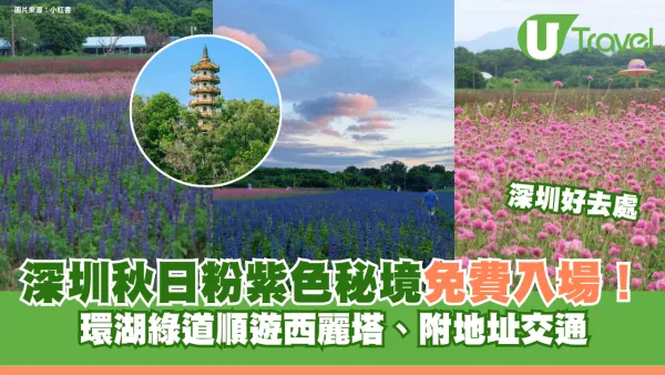 深圳秋日粉紫色秘境免費入場！環湖綠道順遊西麗塔、附地址交通