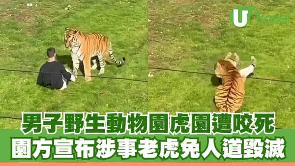 英國野生動物園驚傳慘劇 男子闖入虎園遭咬死 園方宣布涉事老虎免人道毀滅