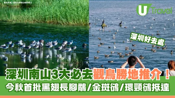 深圳南山觀鳥勝地3大必去推介！今秋首批黑翅長腳鷸/金斑鴴/環頸鴴抵達