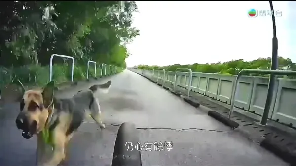 元朗南生圍再現狗隻狂追單車驚險事件！狗主辯稱養狗陪阿媽：「冇咗隻狗我阿媽仲危險」